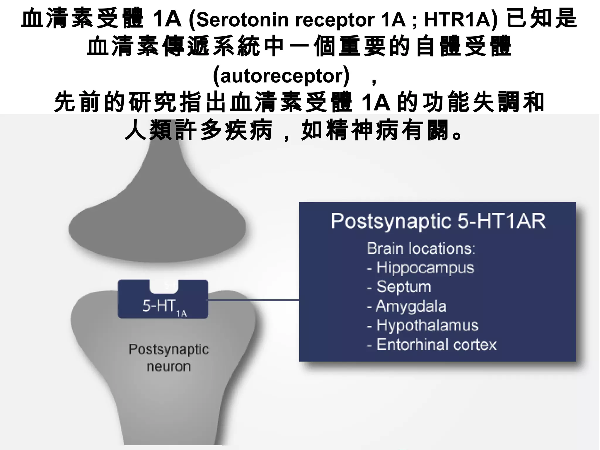 血清素受體 1A (Serotonin receptor 1A ; HTR1A) 已知是
血清素傳遞系統中一個重要的自體受體
(autoreceptor) ，
先前的研究指出血清素受體 1A 的功能失調和
人類許多疾病，如精神病有關。
 
