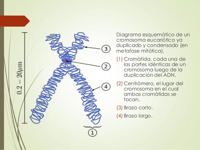 Atp, cromosomas