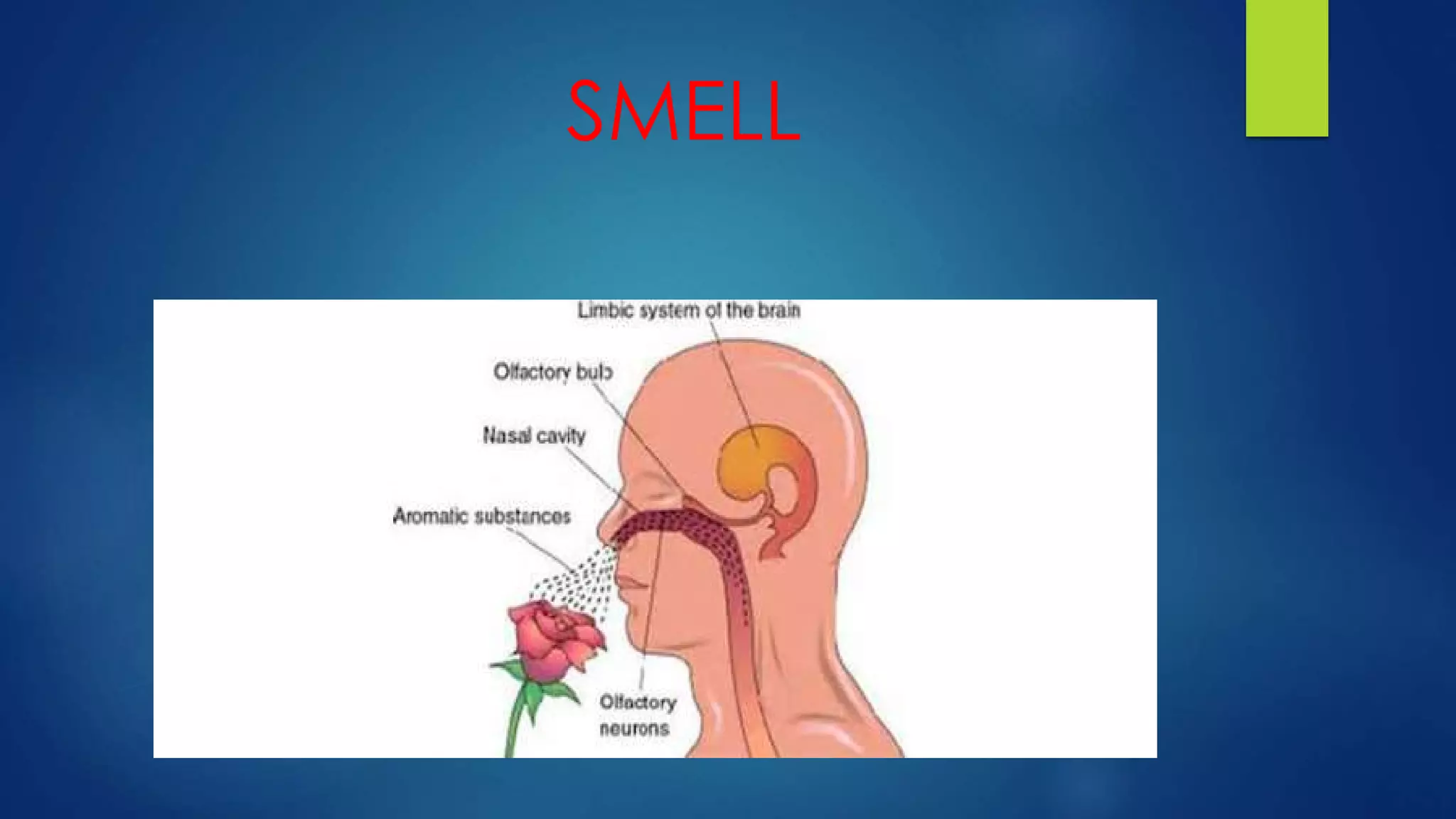 SMELL