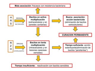 H
R
S
Bacilos en activa
multiplicación
(extracelulares y en
paredes cavitarias)
Buena asociación:
acción bactericida
(eliminación de bacilos
extracelulares)
Mala asociación: fracasos con resistencia bacteriana
Bacilos en lenta
multiplicación
(intracelulares y en
lesiones caseosas
cerradas)
Tiempo suficiente: acción
esterilizante(eliminación de
bacilos “persitentes”)
Tiempo insuficiente: reactivación con bacilos sensibles
R
Z
H
DROGAS
DROGAS
BACTERICIDAS
ESTERILIZANTES
CURACION PERMANENTE
 