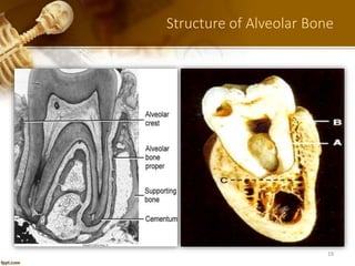 5. alveolar bone in health part a dr-ibrahim_shaikh | PPTX