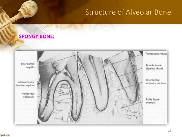 5 alveolar bone in health part a dr ibrahim shaikh interradicular bone