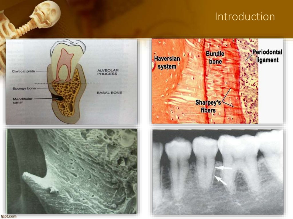 5. alveolar bone in health part a dr-ibrahim_shaikh
