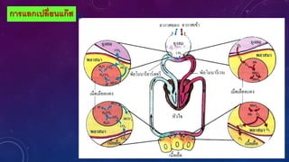 การแลกเปลี่ยนแก๊ส
 
