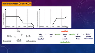 ความหนาแน่นของ O2 และ CO2
 