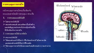 การควบคุมการหายใจ
กลไกควบคุมการหายใจจะเกี่ยวข้องกับ
ระบบประสาทโดยมีการควบคุม 2 ส่วน คือ
1. การควบคุมแบบอัตโนมัติ
 ไม่สามารถบังคับได้
 สมองส่วนพอนส์ และเมดัลลาเป็นตัวสร้าง
และส่งสัญญาณประสาทไปกระตุ้นกล้ามเนื้อ
ที่เกี่ยวข้องกับการหายใจ
2. การควบคุมภายใต้อานาจจิตใจ
 สามารถบังคับได้
 ใช้สมองส่วนหน้าที่เรียกว่า ซีรีบรัลคอร์เทกซ์ ไฮโพทาลามัส
และสมองส่วนหลังที่เรียกว่าซีรีเบลลัม
 ใช้ควบคุมการหายใจให้เหมาะสมกับพฤติกรรมต่างๆ ของร่างกาย
 