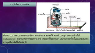 การวัดอัตราการหายใจ
ปริมาณ CO2 และ O2 สามารถบอกอัตรา metabolism ของคนได้ คนจะมี CO2 สูง และ O2 ต่้า เมื่อมี
metabolism สูง ซึ่งอาจเกิดจากการออกก้าลังกาย หรืออยู่นที่ที่อุณหภูมิต่้า ปริมาณ CO2 ที่สูงขึนจะไปกระตุ้นศูนย์
ควบคุมให้หายใจถี่ขึนโดยอัตวัติ
 