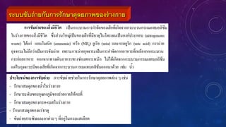 ระบบขับถ่ายกับการรักษาดุลยภาพของร่างกาย
 