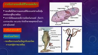 การขับถ่ายของสิ่งมีชีวิตเซลล์เดียว
 ของเสียที่เกิดจากเมแทบอลิซึมจะแพร่ผ่านเยื่อหุ้ม
เซลล์ออกสู่สิ่งแวดล้อม
 พารามีเซียมและอะมีบาจะมีออร์แกเนลล์ เรียกว่า
contractile vacuole ช่วยรักษาสมดุลของน้าและ
แร่ธาตุในเซลล์
การขับถ่ายของสัตว์
ฟองน้าและไฮดรา
• ของเสียพวกแอมโมเนียถูกขับออกโดย
การแพร่สู่สภาพแวดล้อม
 