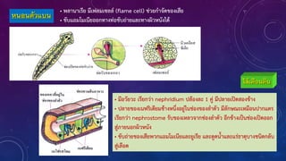 หนอนตัวแบน
• พลานาเรีย มีเฟลมเซลล์ (flame cell) ช่วยก้าจัดของเสีย
• ขับแอมโมเนียออกทางท่อขับถ่ายและทางผิวหนังได้
ไส้เดือนดิน
• มีอวัยวะ เรียกว่า nephridium ปล้องละ 1 คู่ มีปลายเปิดสองข้าง
• ปลายของเนฟริเดียมข้างหนึ่งอยู่ในช่องของล้าตัว มีลักษณะเหมือนปากแตร
เรียกว่า nephrostome รับของเหลวจากช่องล้าตัว อีกข้างเป็นช่องเปิดออก
สู่ภายนอกผิวหนัง
• ขับถ่ายของเสียพวกแอมโมเนียและยูเรีย และดูดน้าและแร่ธาตุบางชนิดกลับ
สู่เลือด
 
