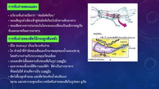 การขับถ่ายของแมลง
• อวัยวะขับถ่ายเรียกว่า “ท่อมัลพิเกียน”
• ของเสียถูกล้าเลียงเข้าสู่ท่อมัลพิเกียนไปยังทางเดินอาหาร
• ของเสียพวกสารประกอบไนโตรเจนจะเปลี่ยนเป็นผลึกกรดยูเรีย
ขับออกมาพร้อมกากอาหาร
การขับถ่ายของสัตว์มีกระดูกสันหลัง
• มีไต (kidney) เป็นอวัยวะขับถ่าย
• ไต ท้าหน้าที่ก้าจัดของเสียและรักษาสมดุลของน้าและแร่ธาตุ
โดยท้างานร่วมกับระบบหมุนเวียนเลือด
• นกและสัตว์เลือยคลานขับของเสียในรูป กรดยูริก
• อุจจาระของจิงจกมีสีขาวและสีด้า สีด้าเป็นกากอาหาร
ที่ย่อยไม่ได้ ส่วนสีขาวเป็น กรดยูริก
• สัตว์เลียงลูกด้วยนม และสัตว์สะเทินน้าสะเทินบก
ฉลาม และปลากระดูกแข็งบางชนิดขับถ่ายของเสียในรูปของ ยูเรีย
 