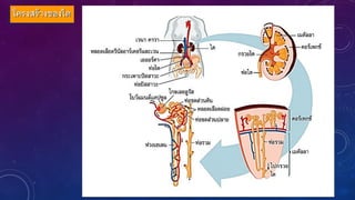 โครงสร้างของไต
 