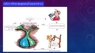 กลไกการรักษาสมดุลของน้าและสารต่างๆ
 