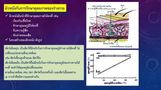 ผิวหนังกับการรักษาดุลยภาพของร่างกาย
 ผิวหนังมีหน้าที่รักษาดุลยภาพให้คงที่ เช่น
- ป้องกันเชื้อโรค
- รักษาอุณหภูมิให้คงที่
- รับความรู้สึก
- ขับถ่ายของเสีย
 โครงสร้างของผิวหนัง ดังรูป
สัตว์เลือดอุ่น เป็นสัตว์ที่มีกลไกในการรักษาอุณหภูมิร่างกายได้คงที่ ไม่
เปลี่ยนแปลงตามสิ่งแวดล้อม
เช่น สัตว์เลียงลูกด้วยนม สัตว์ปีก
สัตว์เลือดเย็น เป็นสัตว์ที่ไม่มีกลไกในการรักษาอุณหภูมิของร่างกายให้
คงที่ จะท้าให้อุณหภูมิเปลี่ยนแปลง
ตามสิ่งแวดล้อม เช่น ปลา สัตว์ครึ่งบกครึ่งน้า และสัตว์เลือยคลาน
@ การจ้าศีลมีความแตกต่างกัน
 