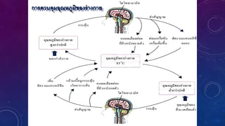 การควบคุมอุณหภูมิของร่างกาย
 