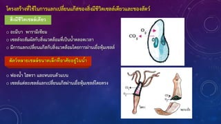 โครงสร้างที่ใช้ในการแลกเปลี่ยนแก๊สของสิ่งมีชีวิตเซลล์เดียวและของสัตว์
สิ่งมีชีวิตเซลล์เดียว
o อะมีบา พารามีเซียม
o เซลล์จะสัมผัสกับสิ่งแวดล้อมที่เป็นน้าตลอดเวลา
o มีการแลกเปลี่ยนแก๊สกับสิ่งแวดล้อมโดยการผ่านเยื่อหุ้มเซลล์
สัตว์หลายเซลล์ขนาดเล็กที่อาศัยอยู่ในน้า
o ฟองน้า ไฮดรา และหนอนตัวแบน
o เซลล์แต่ละเซลล์แลกเปลี่ยนแก๊สผ่านเยื่อหุ้มเซลล์โดยตรง
 