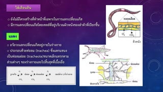 ไส้เดือนดิน
o ยังไม่มีโครงสร้างที่ท้าหน้าที่เฉพาะในการแลกเปลี่ยนแก๊ส
o มีการแลกเปลี่ยนแก๊สโดยเซลล์ที่อยู่บริเวณผิวหนังของล้าตัวที่เปียกชืน
แมลง
o อวัยวะแลกเปลี่ยนแก๊สอยู่ภายในร่างกาย
o ประกอบด้วยท่อลม (trachea) ซึ่งแตกแขนง
เป็นท่อลมฝอย (tracheole)ขนาดเล็กแทรกตาม
ส่วนต่างๆ ของร่างกายและไปสินสุดที่เนือเยื่อ
 