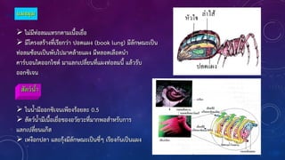 แมงมุม
 ไม่มีท่อลมแทรกตามเนือเยื่อ
 มีโครงสร้างที่เรียกว่า ปอดแผง (book lung) มีลักษณะเป็น
ท่อลมซ้อนเป็นพับไปมาคล้ายแผง มีหลอดเลือดน้า
คาร์บอนไดออกไซด์ มาแลกเปลี่ยนที่แผงท่อลมนี แล้วรับ
ออกซิเจน
 ในน้ามีออกซิเจนเพียงร้อยละ 0.5
 สัตว์น้ามีเนือเยื่อของอวัยวะที่มากพอส้าหรับการ
แลกเปลี่ยนแก๊ส
 เหงือกปลา และกุ้งมีลักษณะเป็นซี่ๆ เรียงกันเป็นแผง
สัตว์น้า
 