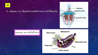 นก
 นกมีถุงลม 9 ถุง เชื่อมต่อกับปอดเพื่อส้ารองอากาศไว้ใช้ขณะบิน
 