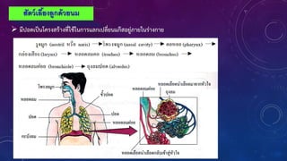 สัตว์เลื้ยงลูกด้วยนม
 มีปอดเป็นโครงสร้างที่ใช้ในการแลกเปลี่ยนแก๊สอยู่ภายในร่างกาย
 