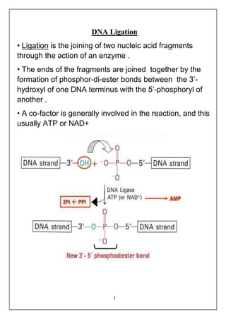 1
DNA Ligation
• Ligation is the joining of two nucleic acid fragments
through the action of an enzyme .
• The ends of the fragments are joined together by the
formation of phosphor-di-ester bonds between the 3’-
hydroxyl of one DNA terminus with the 5’-phosphoryl of
another .
• A co-factor is generally involved in the reaction, and this
usually ATP or NAD+
 