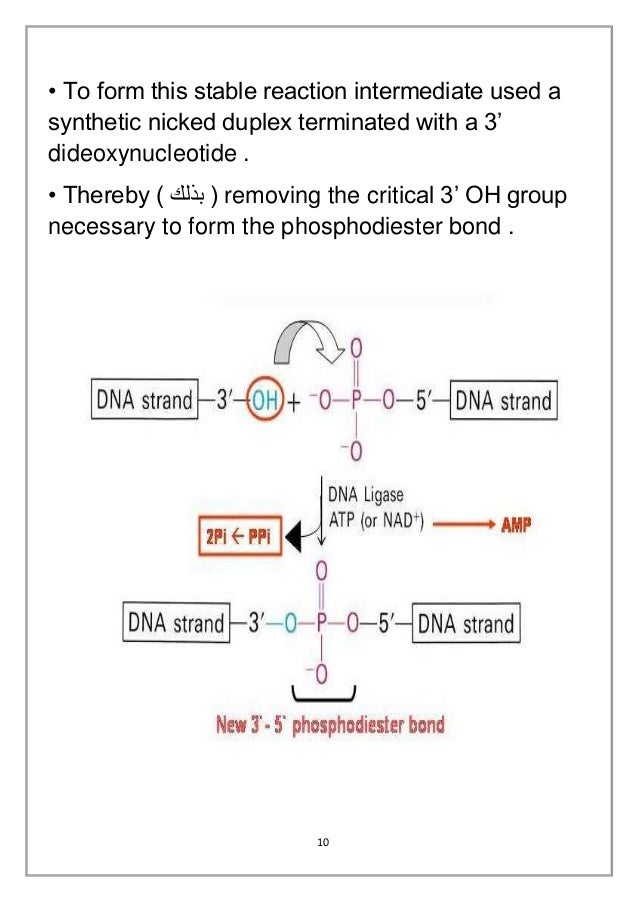 DNA Ligation