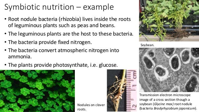 what is symbiotic nutrition in biology