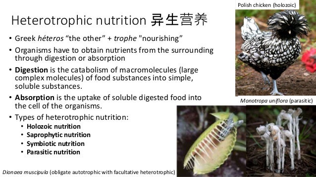 heterotrophic organisms