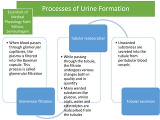 Processes of Urine Formation
• When blood passes
through glomerular
capillaries, the
plasma is filtered
into the Bowman
capsule. This
process is called
glomerular filtration
Glomerular filtration
• While passing
through the tubule,
the filtrate
undergoes various
changes both in
quality and in
quantity
• Many wanted
substances like
glucose, amino
acids, water and
electrolytes are
reabsorbed from
the tubules
Tubular reabsorption
• Unwanted
substances are
secreted into the
tubule from
peritubular blood
vessels
Tubular secretion
Essentials of
Medical
Physiology Sixth
Edition,
Sembulingam
 