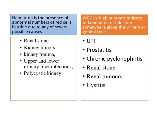 wbc blood high test Urine analysis