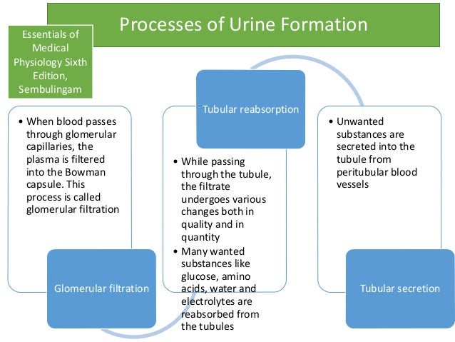 process of urine formation Helpful, trusted answers from doctors: dr volicer on three processes of urine formation: if you’re having a new lower back pain along with a new difficulty urinating, then you may need immediate attention. process of urine formation Helpful, trusted answers from doctors: dr volicer on three processes of urine formation: if you’re having a new lower back pain along with a new difficulty urinating, then you may need immediate attention.