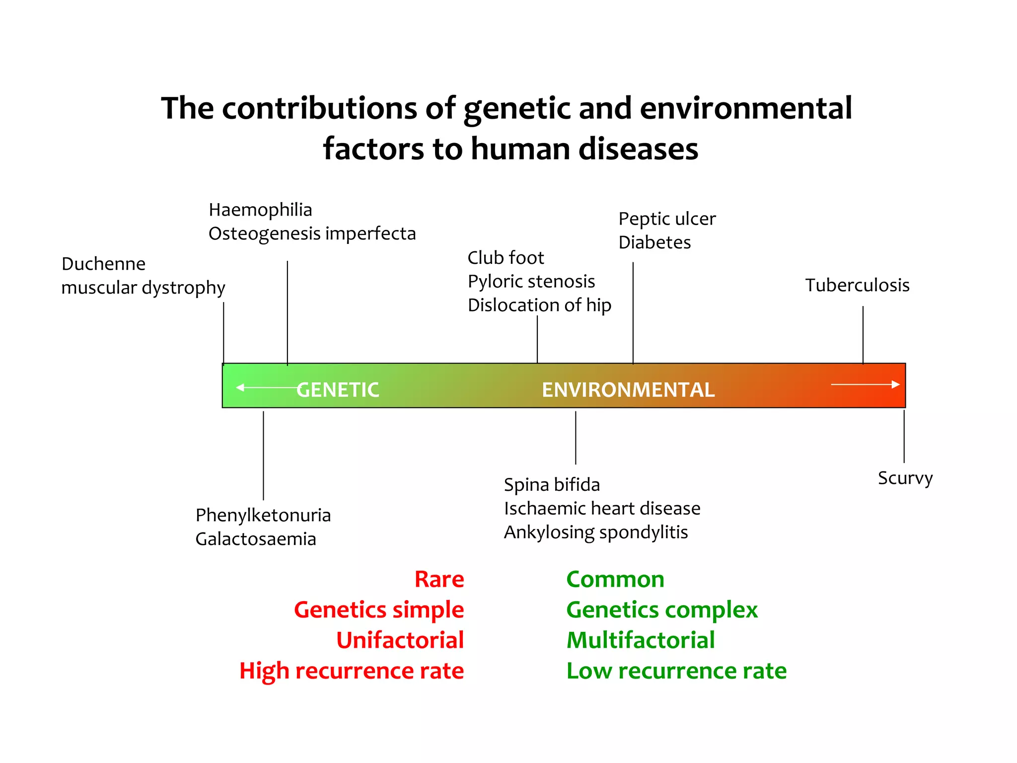 Genetic Dislocation Hereditary diseases | PPT