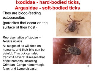 17
Ixodidae - hard-bodied ticks,
Argasidae - soft-bodied ticks
They are blood-feeding
ectoparasites
(parasites that occur on the
surface of their host).
Representative of Ixodae –
Ixodus ricinus.
All stages of its will feed on
humans, and their bite can be
painful. This tick can also
transmit several diseases that
affect humans, including
Crimean–Congo hemorrhagic
fever and Lyme disease.
 