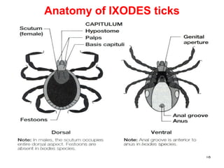 18
Anatomy of IXODES ticks
 