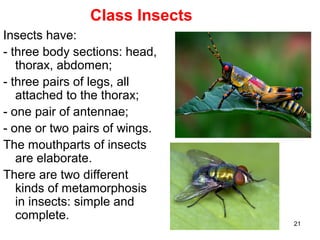 21
Class Insects
Insects have:
- three body sections: head,
thorax, abdomen;
- three pairs of legs, all
attached to the thorax;
- one pair of antennae;
- one or two pairs of wings.
The mouthparts of insects
are elaborate.
There are two different
kinds of metamorphosis
in insects: simple and
complete.
 
