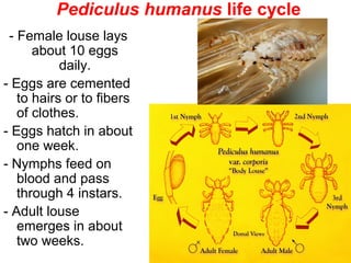 24
Pediculus humanus life cycle
- Female louse lays
about 10 eggs
daily.
- Eggs are cemented
to hairs or to fibers
of clothes.
- Eggs hatch in about
one week.
- Nymphs feed on
blood and pass
through 4 instars.
- Adult louse
emerges in about
two weeks.
 