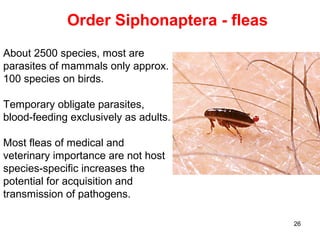 26
About 2500 species, most are
parasites of mammals only approx.
100 species on birds.
Temporary obligate parasites,
blood-feeding exclusively as adults.
Most fleas of medical and
veterinary importance are not host
species-specific increases the
potential for acquisition and
transmission of pathogens.
Order Siphonaptera - fleas
 