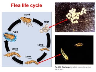 27
Flea life cycle
 