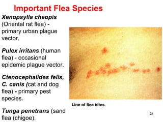 28
Important Flea Species
Xenopsylla cheopis
(Oriental rat flea) -
primary urban plague
vector.
Pulex irritans (human
flea) - occasional
epidemic plague vector.
Ctenocephalides felis,
C. canis (cat and dog
flea) - primary pest
species.
Tunga penetrans (sand
flea (chigoe).
 
