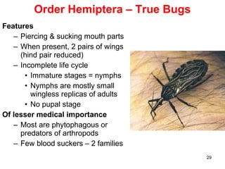 29
Features
– Piercing & sucking mouth parts
– When present, 2 pairs of wings
(hind pair reduced)
– Incomplete life cycle
• Immature stages = nymphs
• Nymphs are mostly small
wingless replicas of adults
• No pupal stage
Of lesser medical importance
– Most are phytophagous or
predators of arthropods
– Few blood suckers – 2 families
Order Hemiptera – True Bugs
 