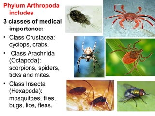 3
Phylum Arthropoda
includes
3 classes of medical
importance:
• Class Crustacea:
cyclops, crabs.
• Class Arachnida
(Octapoda):
scorpions, spiders,
ticks and mites.
• Class Insecta
(Hexapoda):
mosquitoes, flies,
bugs, lice, fleas.
 