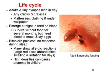 31
Life cycle
– Adults & tiny nymphs hide in day
• Any cracks & crevices
• Mattresses, clothing & under
wallpaper
– Emerge at night to feed on blood
• Survive without food for
several months, but need
blood to moult & lay eggs
– Bites are painless; no response
during sleep
• Many show allergic reactions
(large red discs around bites;
swelling & irritation for days)
• High densities can cause
anaemia in children
Adult & nymphs feeding
 