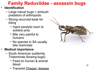 32
Family Reduviidae - assassin bugs
• Identification
– Large robust bugs = ambush
predators of arthropods
– Strong recurved beak for
biting
• Inject paralytic toxin to
subdue prey
• Bite very painful to
humans
• No species in SA usually
bite mammals
• Medical importance
– South American subfamily
Triatominae (kissing bugs)
• Feed on human & animal
blood
• Transmit Chagas’ disease
 