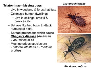 33
Triatominae - kissing bugs
– Live in woodland & forest habitats
– Colonized human dwellings
• Live in ceilings, cracks &
crevices etc.
– Behave like bed bugs & attack
humans at night
– Spread protozoans which cause
Chagas’s disease (American
trypanosomiasis)
– Most notorious species are
Triatoma infestans & Rhodnius
prolixus
Triatoma infestans
Rhodnius prolixus
 