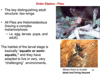 34
Order Diptera - Flies
• The key distinguishing adult
structure: two wings.
• All Flies are Holometabolous
(having a complex
metamorphosis
– i.e. egg, larvae pupa, and
adult).
The habitat of the larval stage is
basically “aquatic or semi-
aquatic,” and they have
adapted to live in very, very
“challenging” environments.
Allows them to invade
dead and living tissues
 