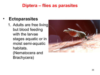 35
Diptera – flies as parasites
• Ectoparasites
1. Adults are free living
but blood feeding
with the larvae
stages aquatic or in
moist semi-aquatic
habitats.
(Nematocera and
Brachycera)
 