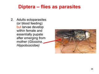 36
Diptera – flies as parasites
2. Adults ectoparasites
(or blood feeding)
but larvae develop
within female and
essentially pupate
after emerging from
mother (Glossina,
Hippoboscidae)
 