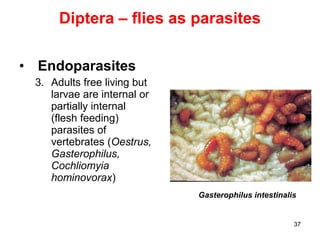 37
Diptera – flies as parasites
• Endoparasites
3. Adults free living but
larvae are internal or
partially internal
(flesh feeding)
parasites of
vertebrates (Oestrus,
Gasterophilus,
Cochliomyia
hominovorax)
Gasterophilus intestinalis
 