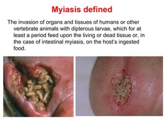 38
Myiasis defined
The invasion of organs and tissues of humans or other
vertebrate animals with dipterous larvae, which for at
least a period feed upon the living or dead tissue or, in
the case of intestinal myiasis, on the host’s ingested
food.
 