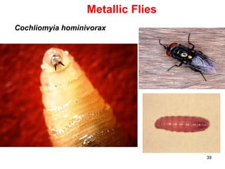 39
Metallic Flies
Cochliomyia hominivorax
 